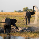 Elephants spray water  screen for extension Chrome web store in OffiDocs Chromium