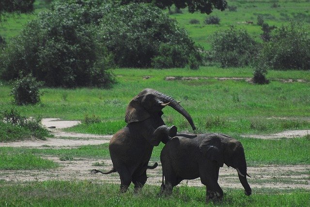 Téléchargement gratuit Éléphants Tanzanie Afrique - photo ou image gratuite à éditer avec l'éditeur d'images en ligne GIMP
