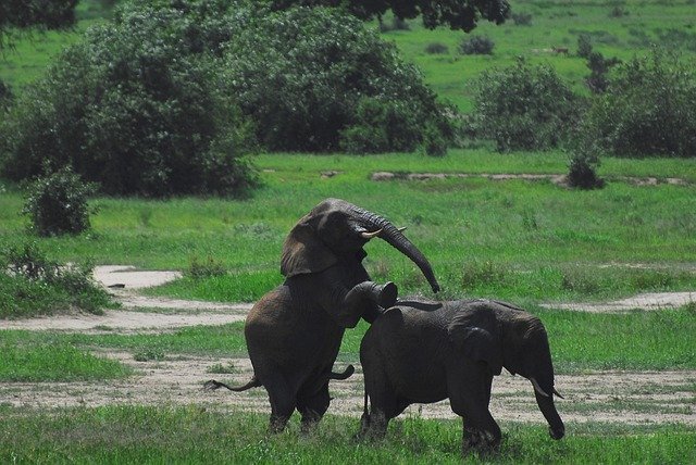 Free download Elephants Tanzania Africa -  free photo or picture to be edited with GIMP online image editor