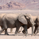 ELEPHANTS THEME  screen for extension Chrome web store in OffiDocs Chromium