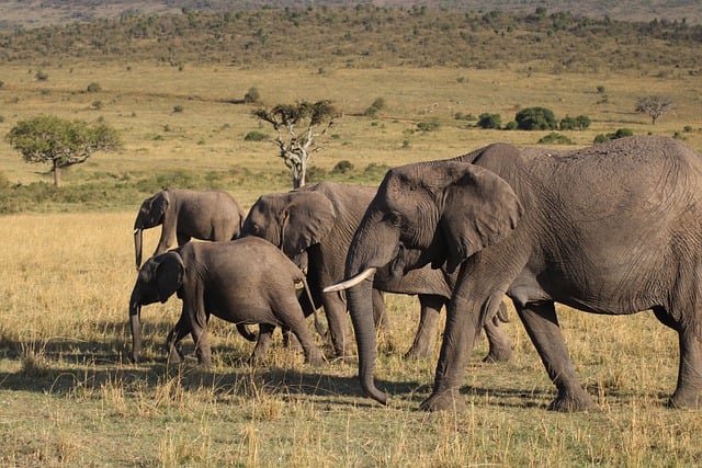 Free download elephants wildlife species fauna free picture to be edited with GIMP free online image editor