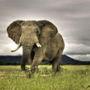 Elephant: The Gentle Giant of the Wild  screen for extension Chrome web store in OffiDocs Chromium