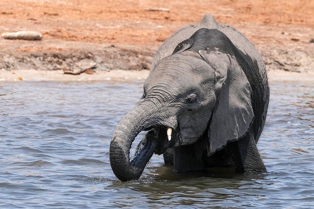 Free download elephant to bathe trunk water flow free picture to be edited with GIMP free online image editor