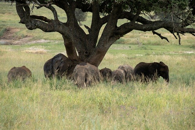 Descărcare gratuită Elephant Tree - fotografie sau imagini gratuite pentru a fi editate cu editorul de imagini online GIMP