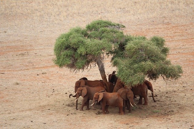 Descărcare gratuită Elephant Tsavo East Safari Herd Of - fotografie sau imagini gratuite pentru a fi editate cu editorul de imagini online GIMP