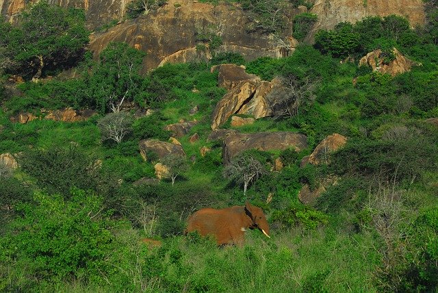 Template Photo Elephant Tsavo Kenya -  for OffiDocs