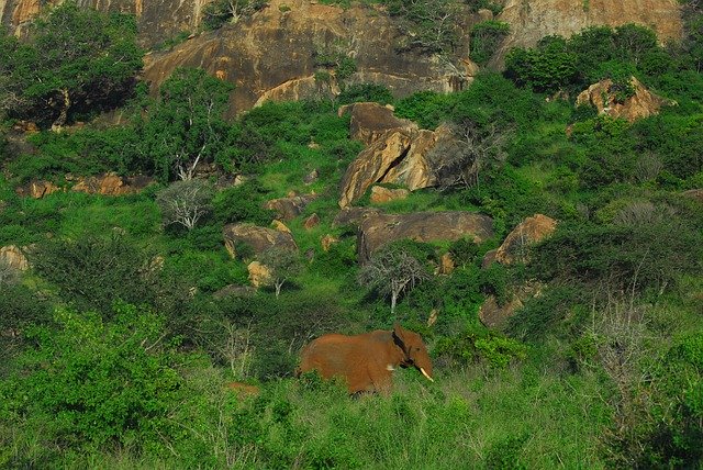 Free download Elephant Tsavo Kenya -  free free photo or picture to be edited with GIMP online image editor