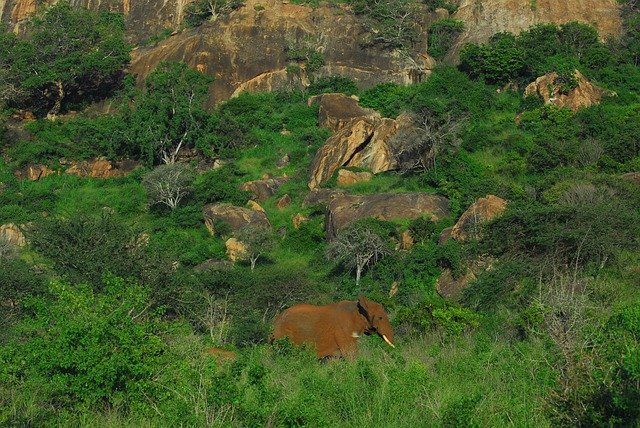 Descarga gratuita Elephant Tsavo Kenya - foto o imagen gratis y gratuita para editar con el editor de imágenes en línea GIMP