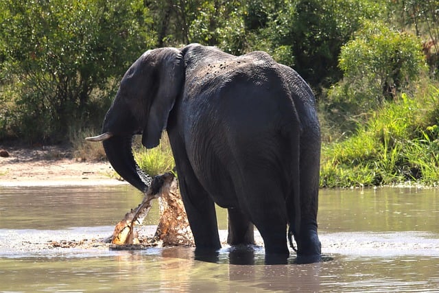 Téléchargement gratuit de défenses d'éléphants buvant une image gratuite à éditer avec l'éditeur d'images en ligne gratuit GIMP