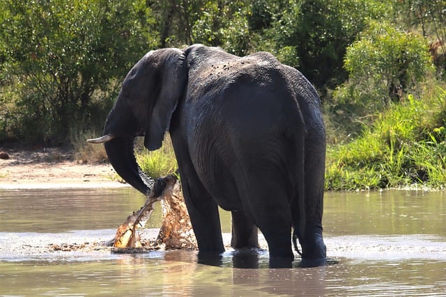 Free download elephant tusks drinking free picture to be edited with GIMP free online image editor