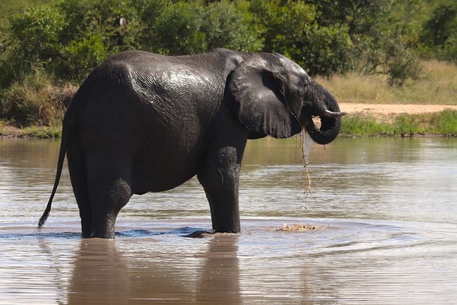 Scarica gratuitamente zanne di elefante in piedi che bevono un'immagine gratuita da modificare con l'editor di immagini online gratuito GIMP