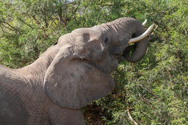 Free download elephant tusk trunk nature africa free picture to be edited with GIMP free online image editor