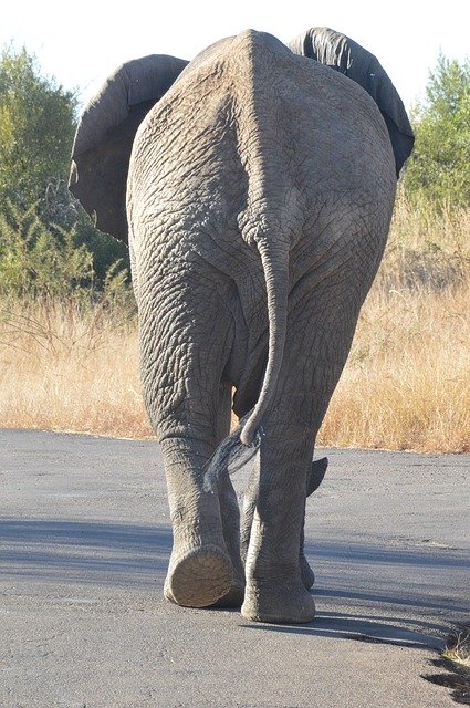 Free download Elephant Wild Africa -  free photo or picture to be edited with GIMP online image editor
