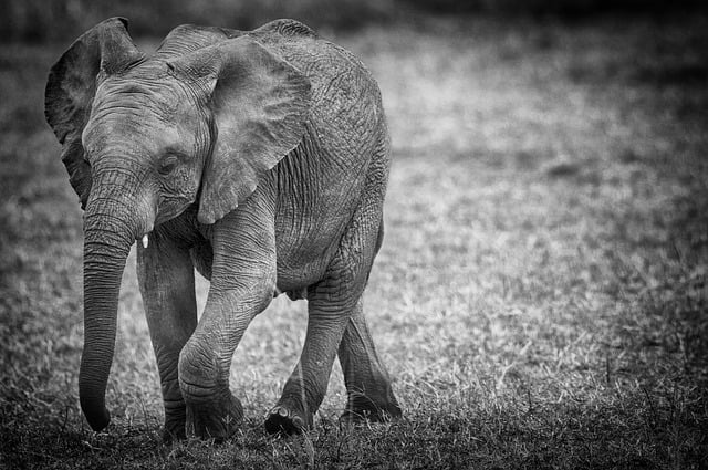 Free download elephant wildlife africa nature free picture to be edited with GIMP free online image editor