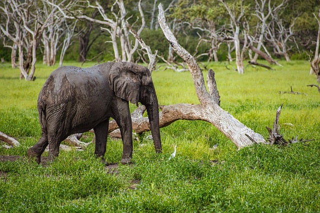 Free download elephant wildlife nature safari free picture to be edited with GIMP free online image editor