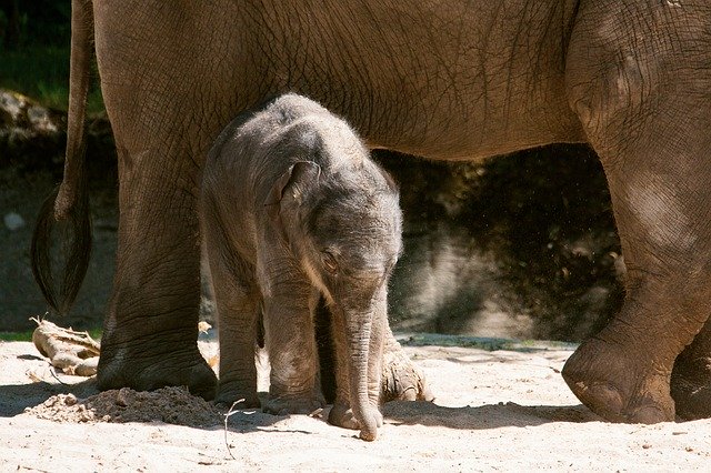 Free download Elephant Young Animal Mammal -  free photo or picture to be edited with GIMP online image editor
