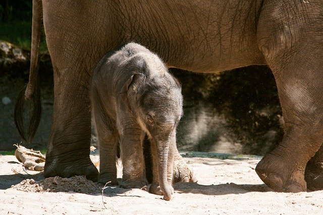 Gratis download Elephant Young Animal Mammal - gratis foto of afbeelding om te bewerken met GIMP online afbeeldingseditor