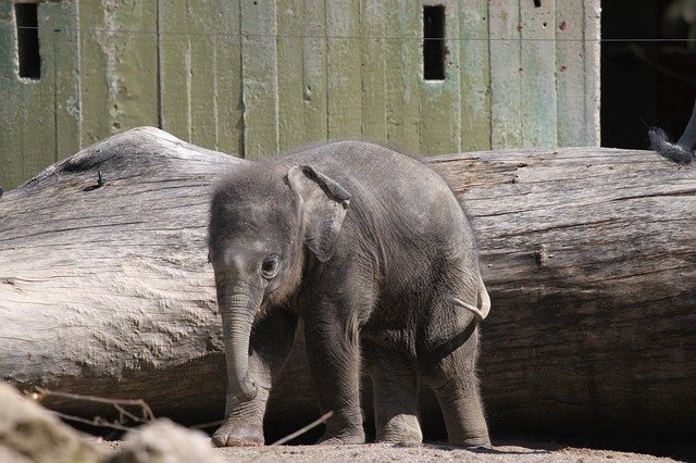 Free picture Elephant Young Baby -  to be edited by GIMP free image editor by OffiDocs