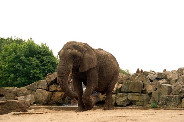 Free download Elephant Zoo Park -  free photo or picture to be edited with GIMP online image editor