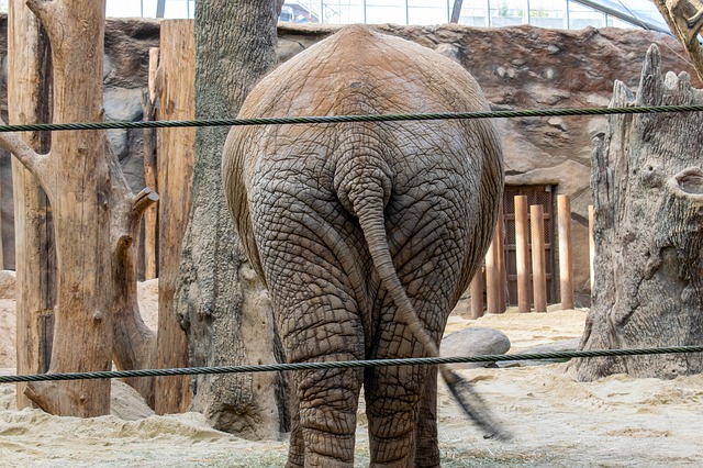 Free download elephant zoo rump butt po free picture to be edited with GIMP free online image editor