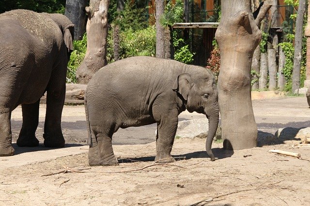 Free download Elephant Zoo Young -  free photo or picture to be edited with GIMP online image editor