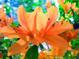 Free picture elevenazalea to be edited by GIMP online free image editor by OffiDocs