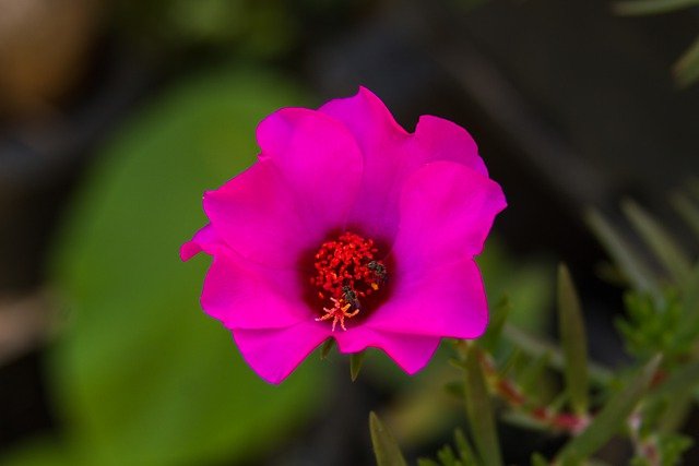 Free download eleven o clock flower eleven hours free picture to be edited with GIMP free online image editor