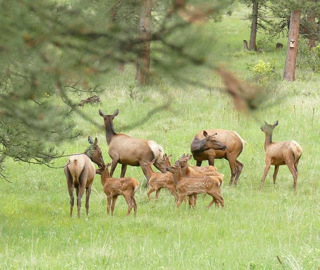 Free download Elk Babysitters Babies Baby -  free photo or picture to be edited with GIMP online image editor
