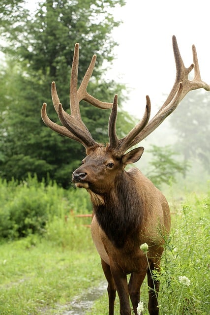 Free download elk bull velvet antlers wildlife free picture to be edited with GIMP free online image editor