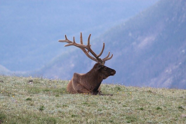 Free download Elk Colorado Estes -  free photo or picture to be edited with GIMP online image editor