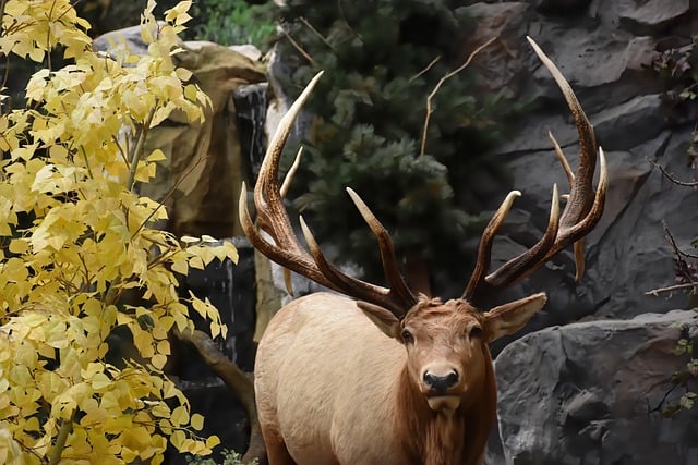 Free download elk deer animal wildlife antlers free picture to be edited with GIMP free online image editor