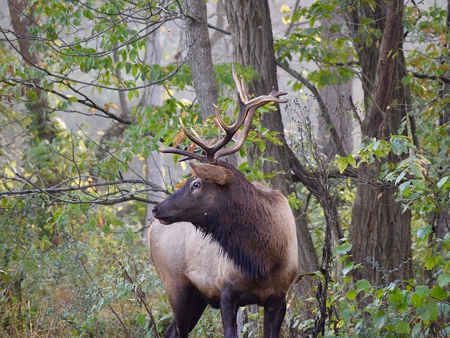 Free download elk deer bryson city nc cherokee free picture to be edited with GIMP free online image editor