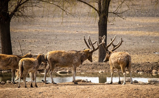 Free download elk deer herbivore mammal animal free picture to be edited with GIMP free online image editor