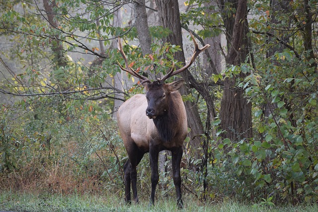 Free download elk deer stag wildlife animal free picture to be edited with GIMP free online image editor