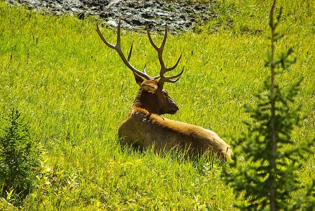 Descarga gratuita Elk In Alpine Meadow Wapiti - foto o imagen gratuita para editar con el editor de imágenes en línea GIMP