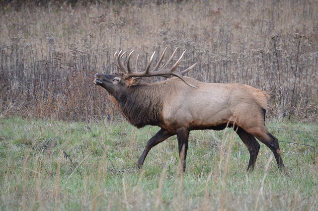 Free download elk nc majestic buck cataloochee free picture to be edited with GIMP free online image editor