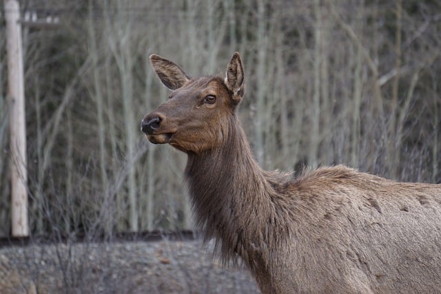Free download elk wildlife animal nature mammal free picture to be edited with GIMP free online image editor
