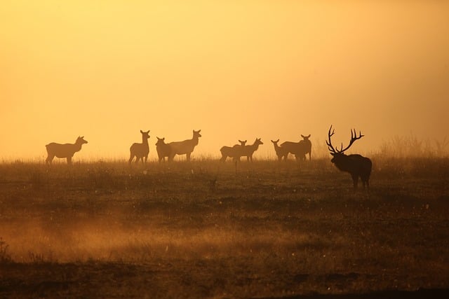 Free download elk wildlife bull herd sunrise free picture to be edited with GIMP free online image editor
