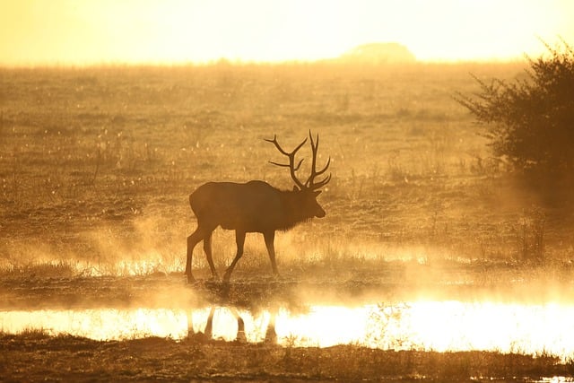 Free download elk wildlife bull sunrise fog free picture to be edited with GIMP free online image editor