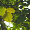 Elm  screen for extension Chrome web store in OffiDocs Chromium