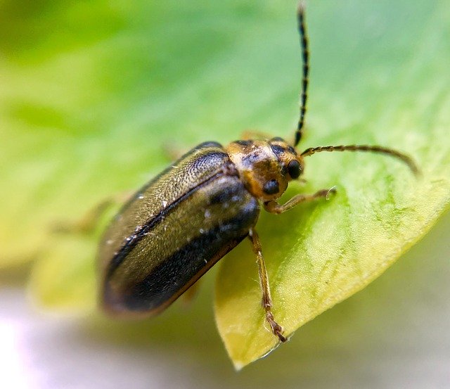 دانلود رایگان Elm Leaf Beetle Bug Insect - عکس یا تصویر رایگان قابل ویرایش با ویرایشگر تصویر آنلاین GIMP