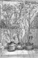 Free download El Patio De Paquito free photo or picture to be edited with GIMP online image editor