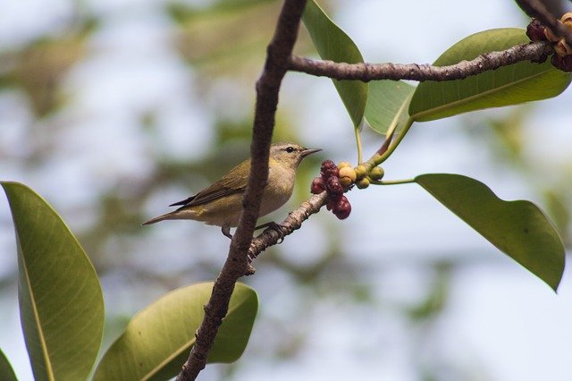 Download grátis El Salvador Birds Feathers - foto ou imagem gratuita a ser editada com o editor de imagens online GIMP