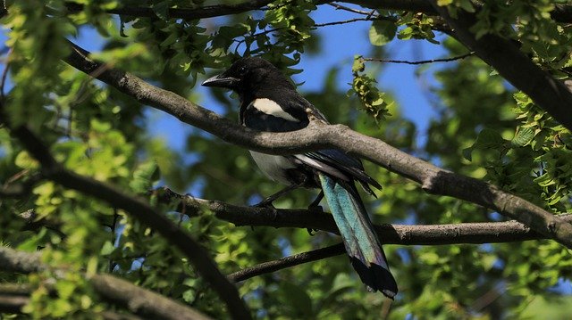 বিনামূল্যে ডাউনলোড করুন Elster Branch Nature - বিনামূল্যে ছবি বা ছবি GIMP অনলাইন ইমেজ এডিটর দিয়ে সম্পাদনা করতে হবে