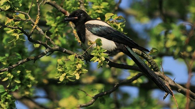 무료 다운로드 Elster Tree Bird - 무료 사진 또는 김프 온라인 이미지 편집기로 편집할 사진