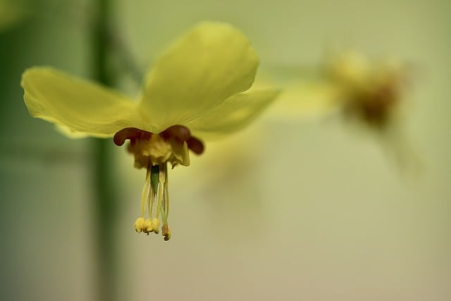Free download elven flower epimedium free picture to be edited with GIMP free online image editor