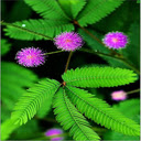 Embarrassed flower wallpaper  screen for extension Chrome web store in OffiDocs Chromium