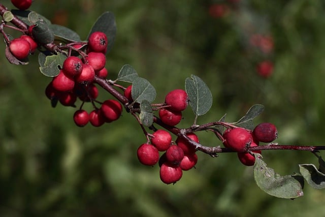 Free download embellishment apples branch leaves free picture to be edited with GIMP free online image editor
