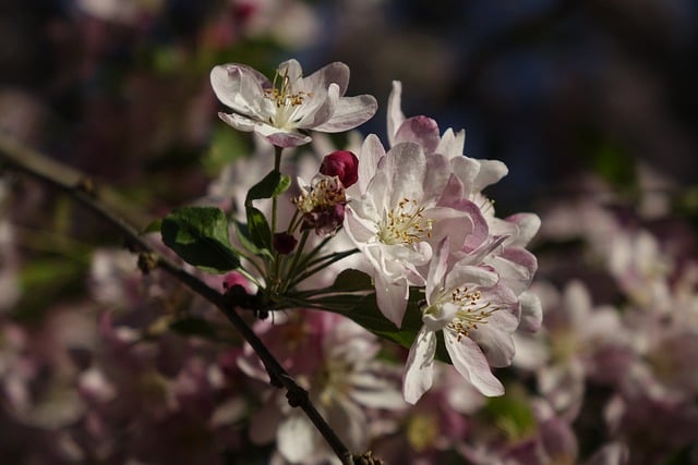 Free download Embellishment Blossom Bloom -  free photo or picture to be edited with GIMP online image editor