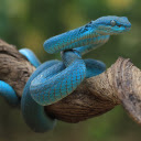 Emerald green snake  screen for extension Chrome web store in OffiDocs Chromium